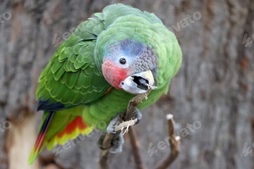 Preview: Close up shot of red-tailed amazon (Amazona brasiliensis)