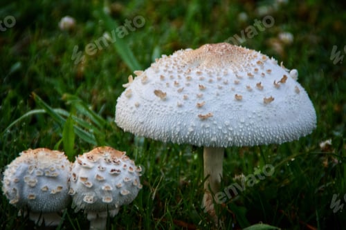 Preview: White Toadstool mushrooms natural background