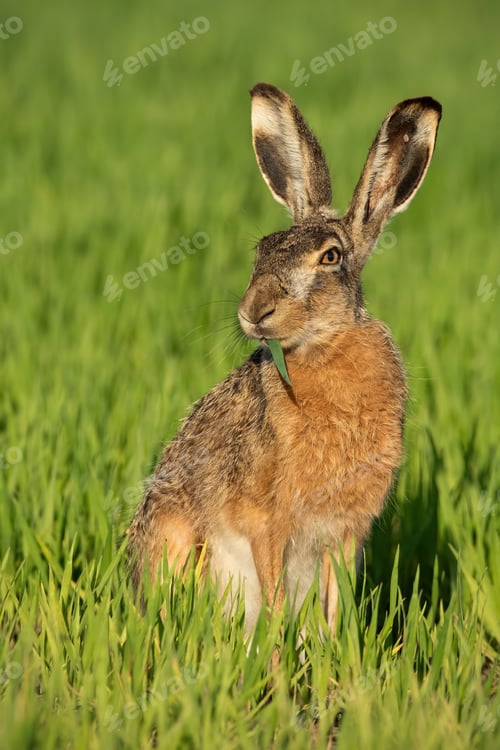 Preview: Alert brown hare feeding on green field with blade of grass in mouth