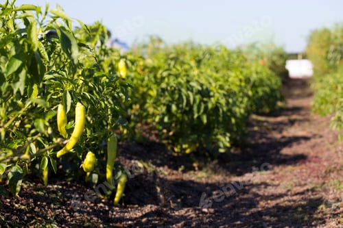 Preview: Vegetables on an organic farm, close up, green peppers growing on bush plants.