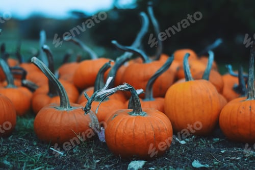 Preview: Small orange pumpkins on a ground at a farm