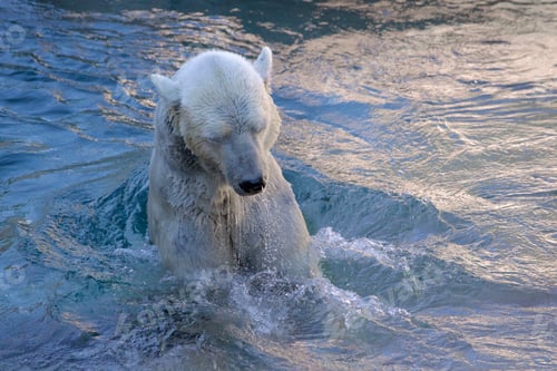 Preview: Polar Bear swimming backward in his Arctic Summer home at the Polar Bear Plunge at the San Diego Zoo