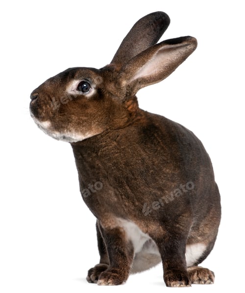 Preview: Castor Rex rabbit in front of white background