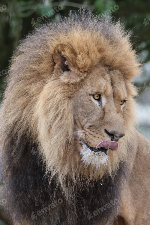 Preview: Lion (Panthera Leo) close up view
