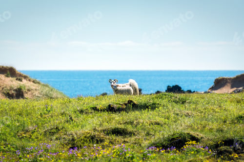 Preview: Family white sheep grazing in meadow on mountain pasture in countryside