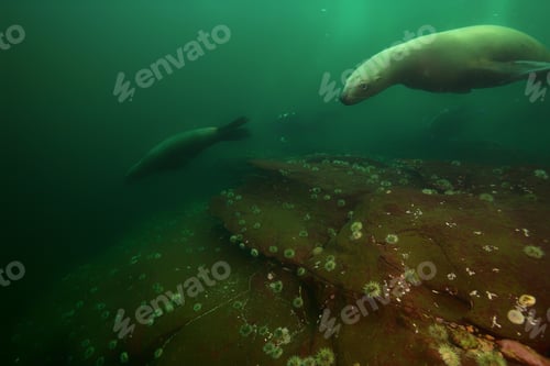 Preview: Sea Lion Swimming Underwater in Pacific Ocean