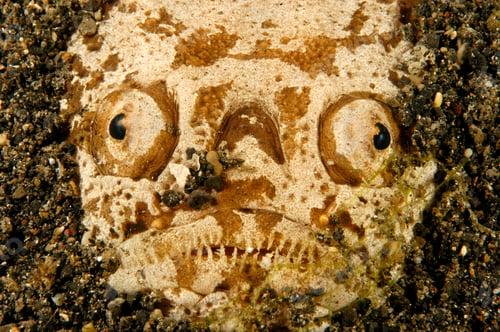 Preview: Scary Stargazer fish Hunting