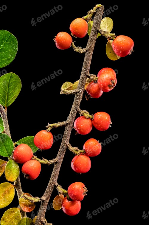 Preview: Cotoneaster Branch with Red Berries on black background