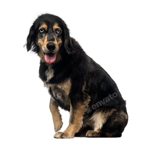 Preview: Side view of a Crossbreed dog panting, looking at the camera, isolated on white