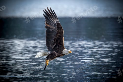 Preview: Bald eagle with a fish.