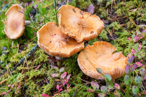Preview: Hygrophoropsis aurantiaca or False chanterelle in coniferous forest
