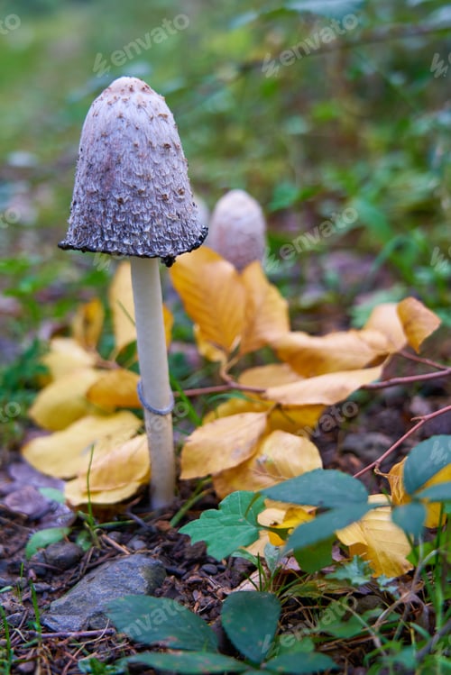 Preview: Image of mushrooms growing in the grass amongst fallen leaves and desiccated flowers