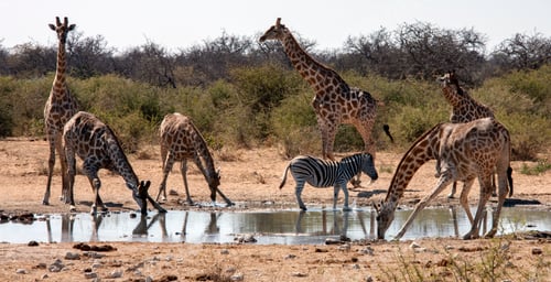 Preview: African Wildlife