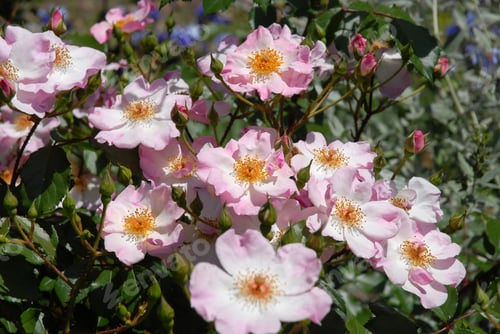 Preview: Shrub Rose, Smarty. Beautiful pale pink rose in bloom.