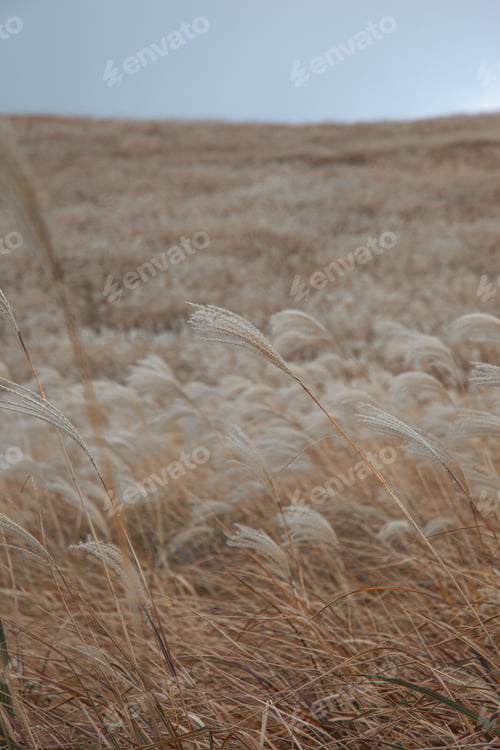 Preview: Vertical shot of a field covered with millet with blue sky in the background