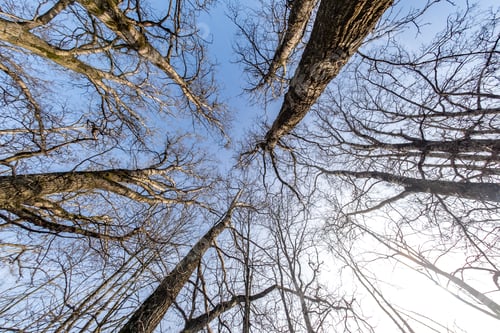Preview: bare crowns and clumsy branches of huge oak trees growing in blue sky in sunny day