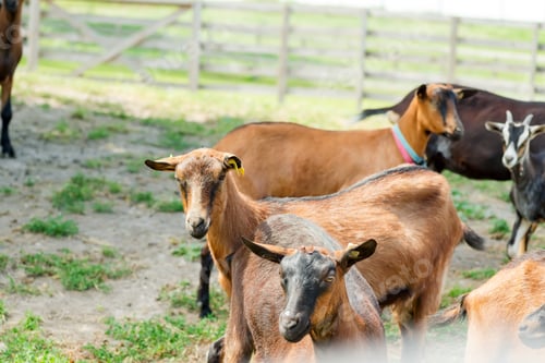Preview: French herd of goats on a green farm