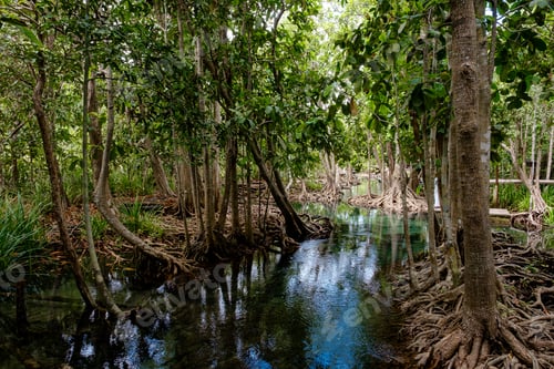 Preview: National Park in Krabi Province, Thailand with mangrove forests