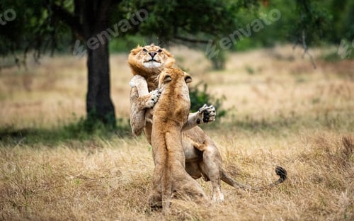 Preview: Two lions, Panthera leo, fight each other