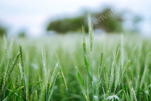 Preview: Unripe wheat - green wheat field. Agricultural growth and farming business concept.
