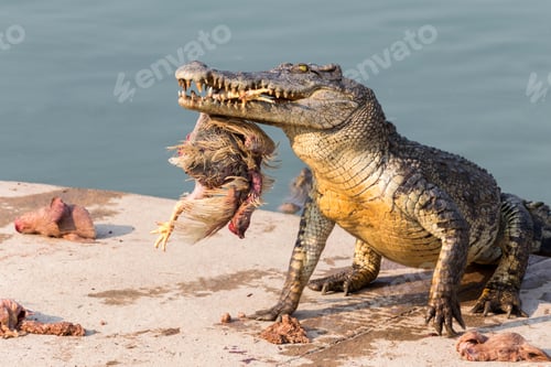 Preview: wildlife crocodile catches and eating a chicken