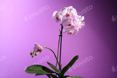 Preview: Beautiful orchid flowers with water drops on violet background