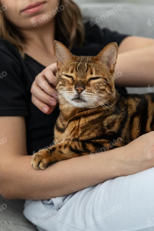 Preview: Mistress strokes her beautiful striped Bengal cat