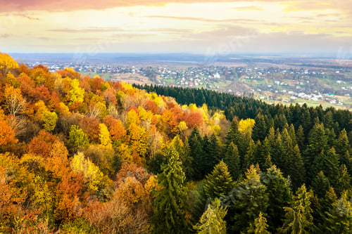 Preview: View from above of dense pine forest with canopies of green spruce trees and colorful yellow lush