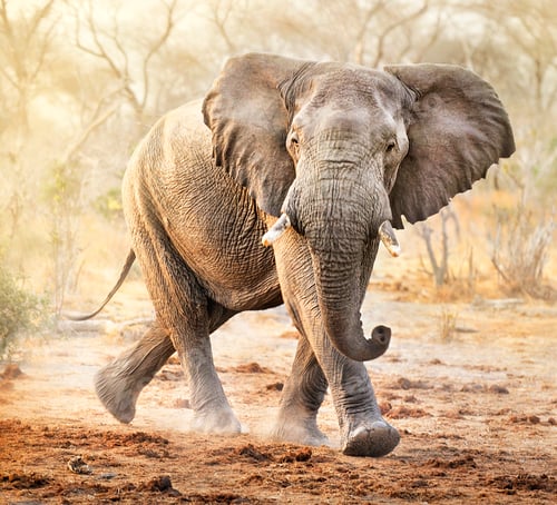 Preview: A Beautiful wildlife in the World