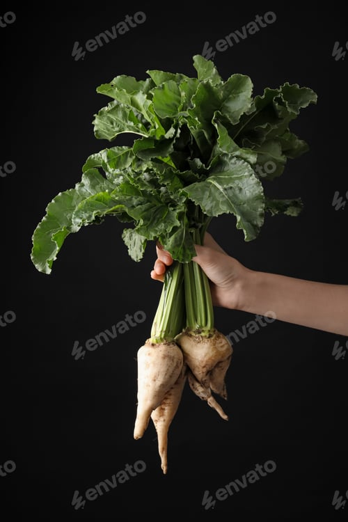 Preview: Woman holding sugar beets on black background, closeup