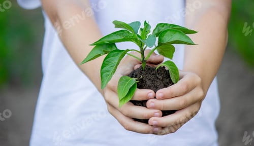 Preview: the child holds a sprout in his hands. Selective focus.