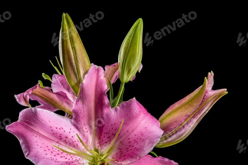 Preview: Pink Oriental lily Josephine on a black background