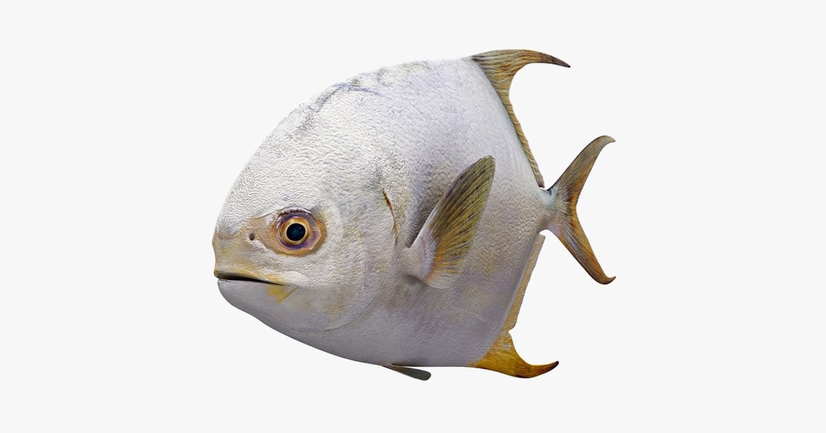 Lateral view of a permit fish 3D, Incl. animal & fin - Envato