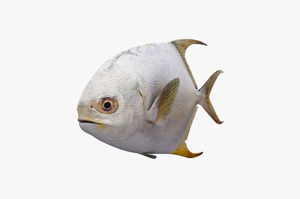 Preview: Lateral view of a permit fish