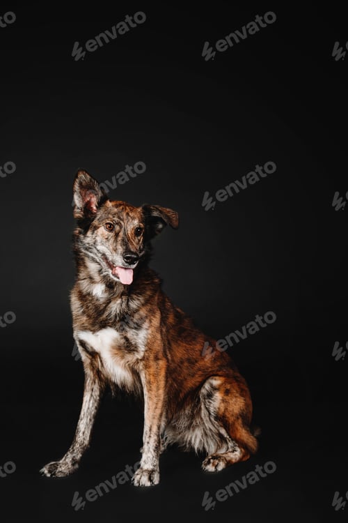 Preview: Mixed breed dog on a black background in the studio