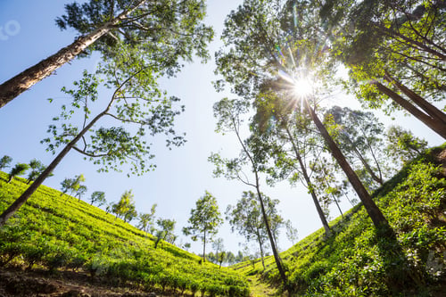 Preview: Tea plantation