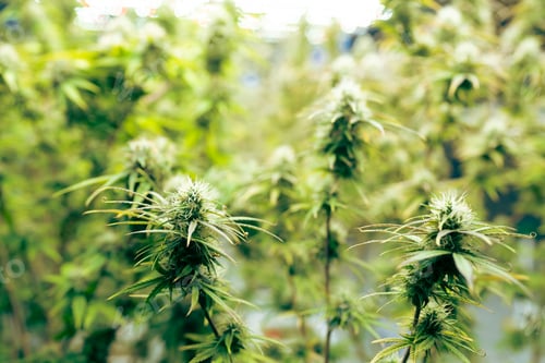 Preview: Green house and harvesting of cannabis weed hemp plants cultivation of marijuana farm laboratory
