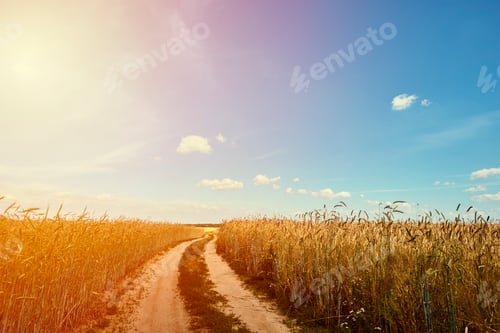 Preview: Rye field in a summer day with country road. Harvest concept