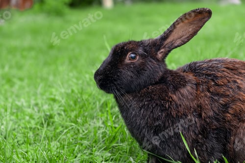 Preview: Rabbit with big ears walking in the garden on the lawn.