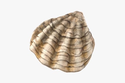 Preview: Ridged Oyster Shell