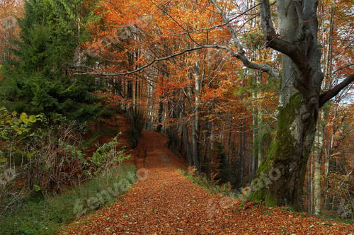 Preview: Autumn landscape