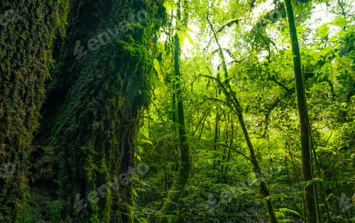 Preview: Tree trunk to green leaves of tree in forest with sun light. Fresh environment in green woods.