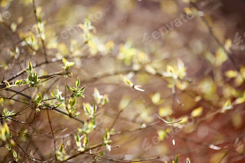 Preview: Summer garden