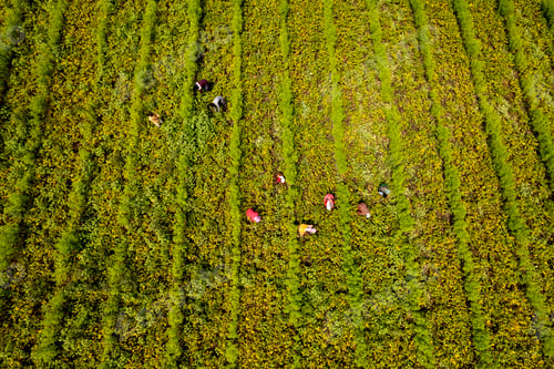 Preview: Aerial view of farmer working in the green agriculture field.