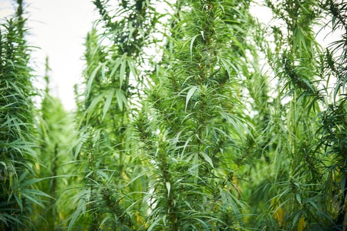 Preview: marijuana leaves cannabis plants in the farm background