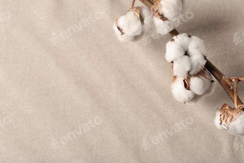 Preview: Branch with cotton flowers on fabric, view from above. Space for text