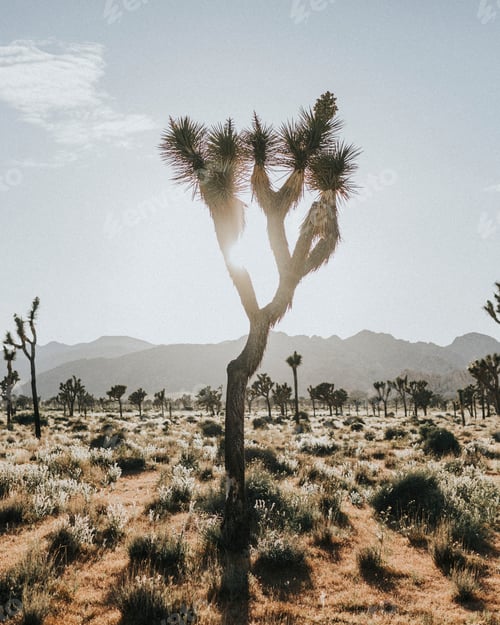 Preview: Rugged terrain in the Californian desert