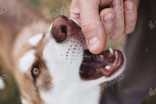 Preview: Person Plays with a Close-Up of Cute Dog