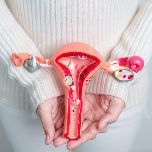 Preview: Anatomical Model Displayed for Medical Study or Education