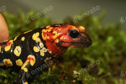 Preview: Closeup on a Portuguese fire salamander, Salamandra gallaica with typical pointed head, red colors